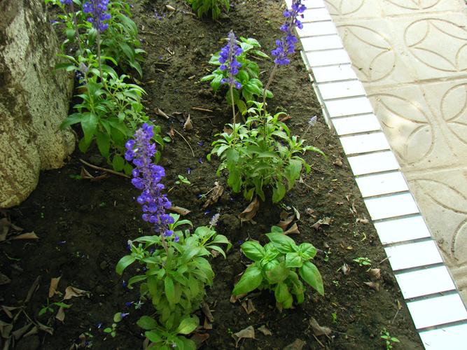 单参价格多少钱一斤？-图2