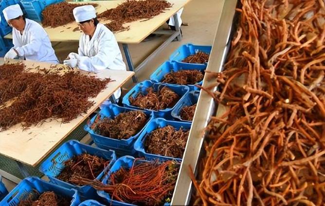 单参价格多少钱一斤？-图1