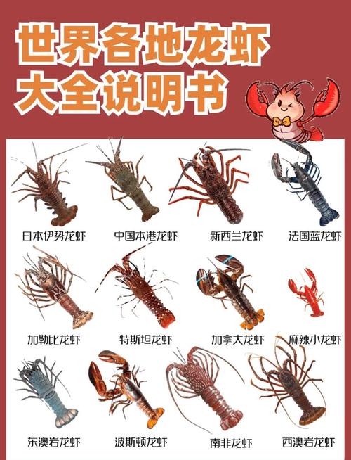龙虾品种跟名字加图片-图1