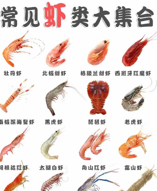 龙虾品种跟名字加图片-图2