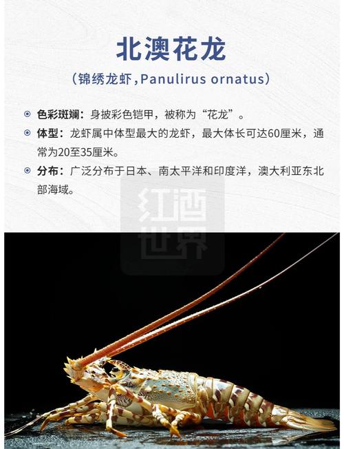 龙虾品种跟名字加图片-图3