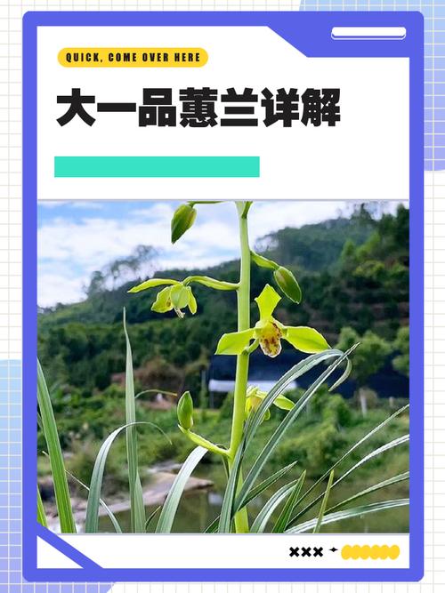 如何辨识蕙兰品种？图片要点有哪些？-图1