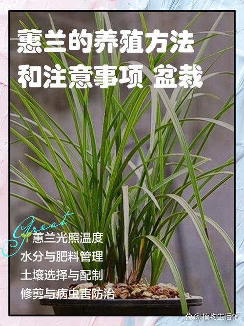 如何辨识蕙兰品种？图片要点有哪些？-图2