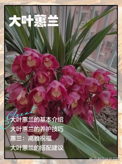 如何辨识蕙兰品种？图片要点有哪些？-图3