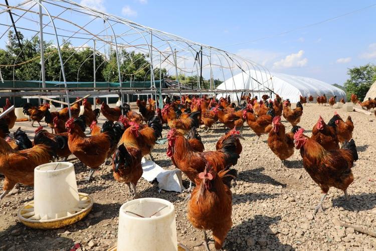 土鸡养殖技术有哪些关键要点？-图2