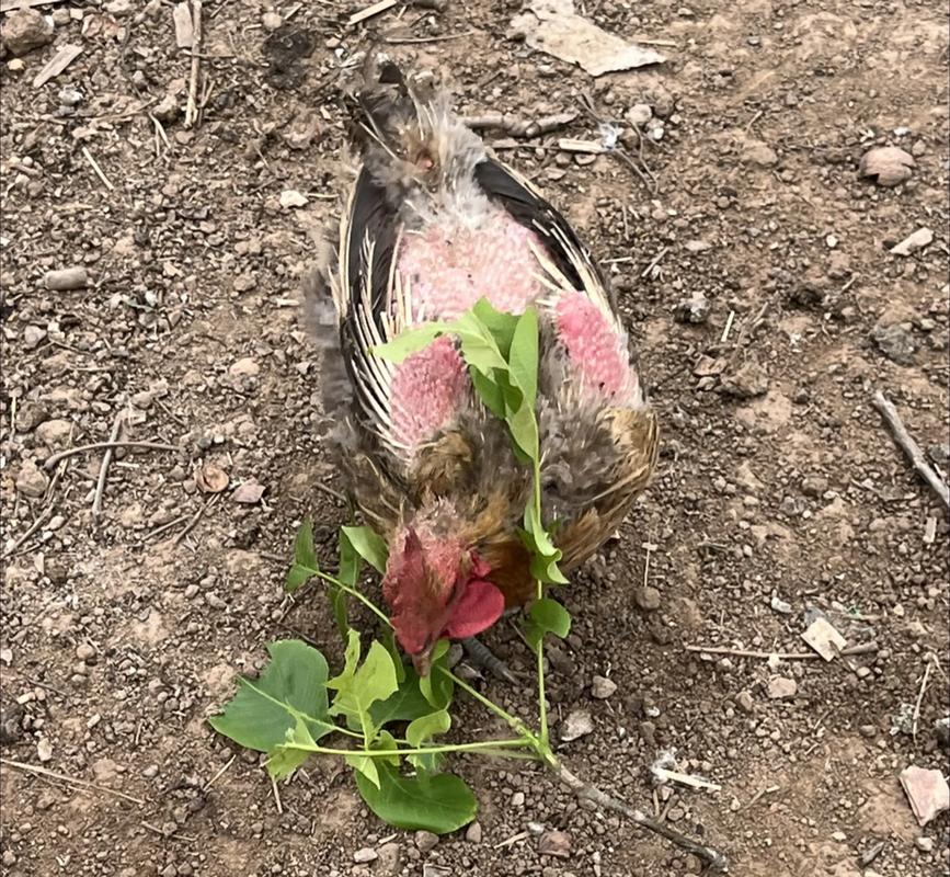 土鸡养殖技术有哪些关键要点？-图3