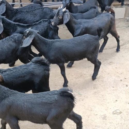 努比亚山羊具体有哪些品种？-图1