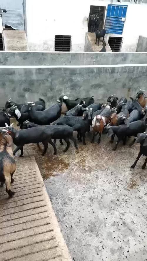 努比亚山羊具体有哪些品种？-图2