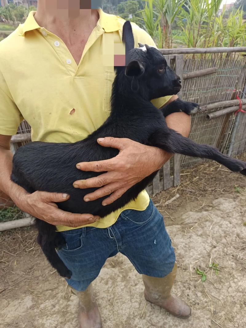 小山羊价格多少钱一只？-图2