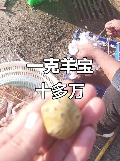 小山羊价格多少钱一只？-图3