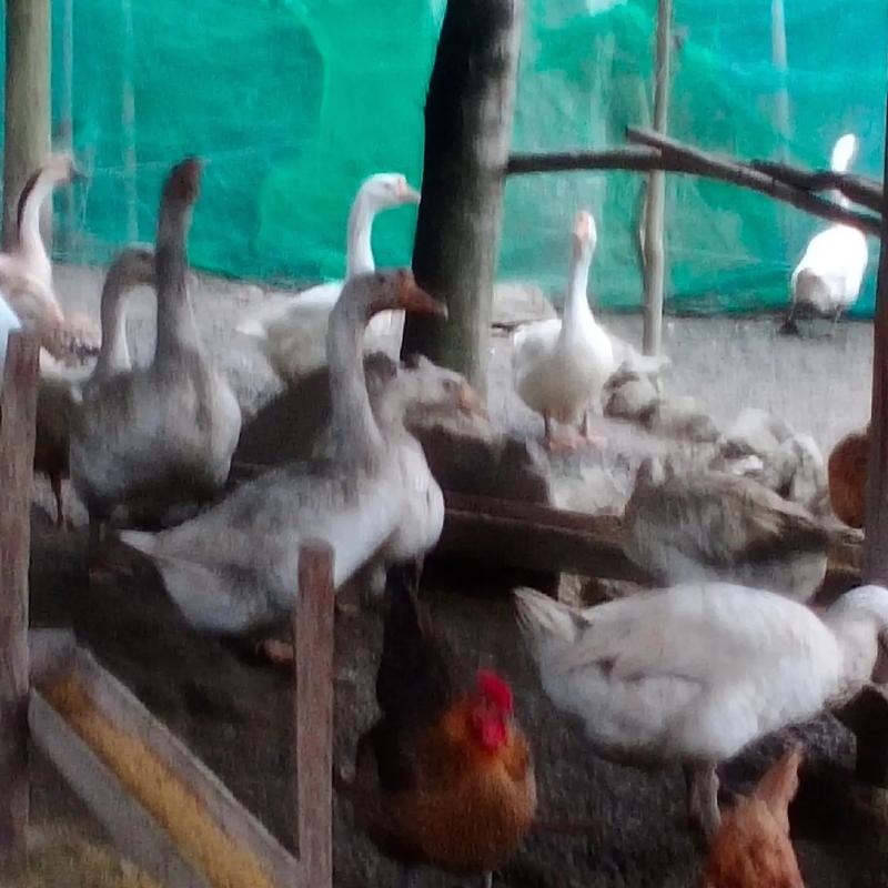 鹅养殖技术 农广天地-图1