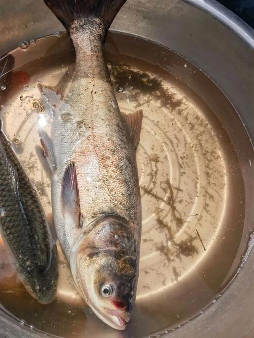 网箱灯光如何高效养殖花鲢？-图3