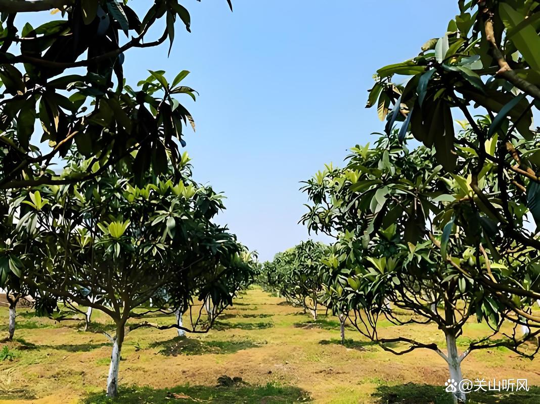 枇杷种植技术有哪些关键要点？-图1