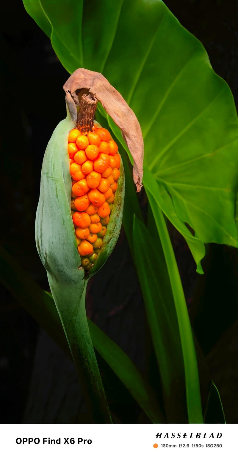 滴水观音有哪些常见品种？-图1