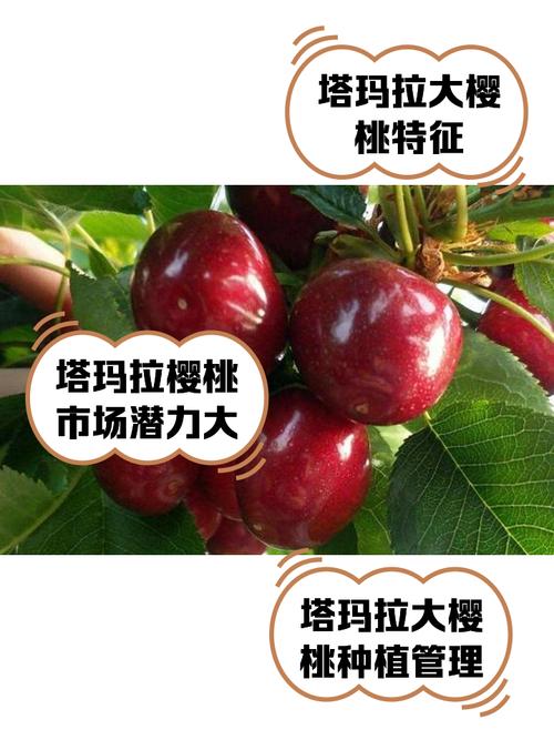 进口樱桃品种哪个最好？-图1