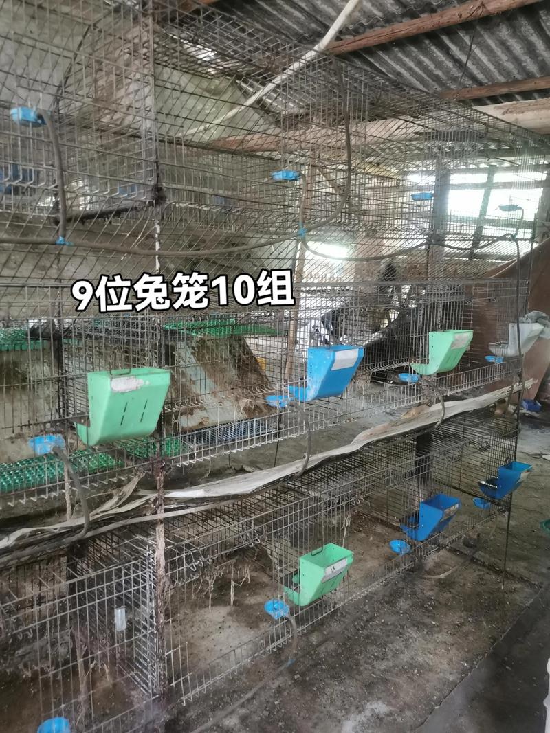 养殖兔子技术大全哪里下载？-图2