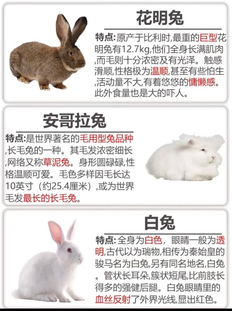 养殖兔子技术大全哪里下载？-图3