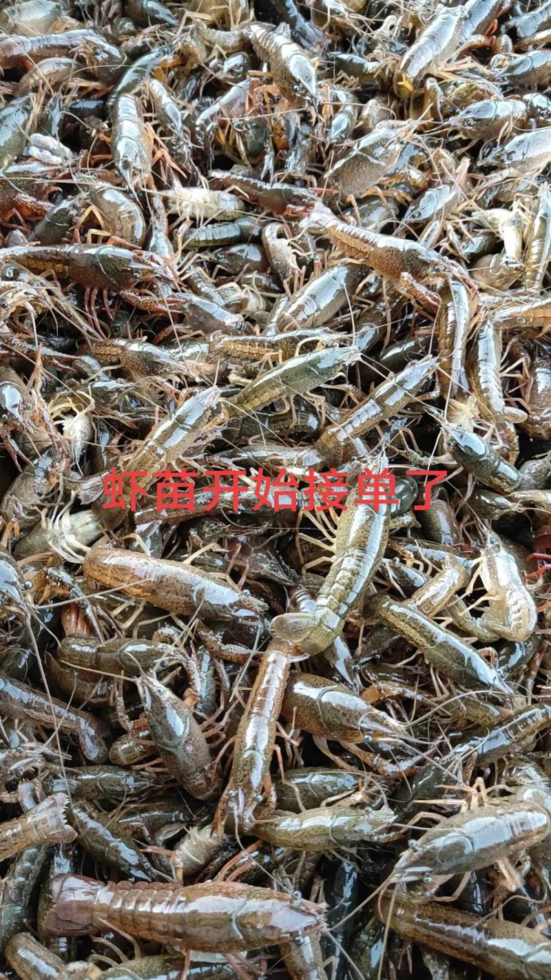 江苏小龙虾苗批发价多少钱一斤？-图2