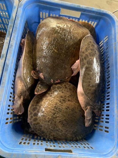 顺德甲鱼批发价现在多少钱一斤？-图2