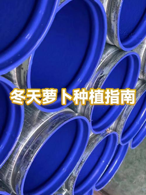 冬萝卜何时种？关键技术有哪些？-图1