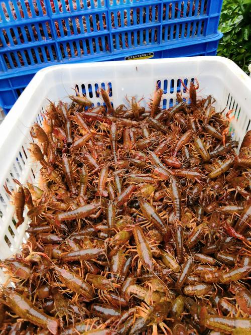 湖南小龙虾苗批发价现在多少？-图1