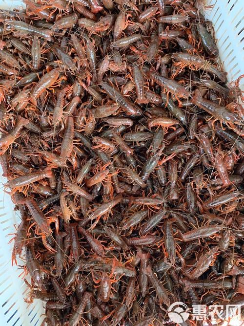 湖南小龙虾苗批发价现在多少？-图2