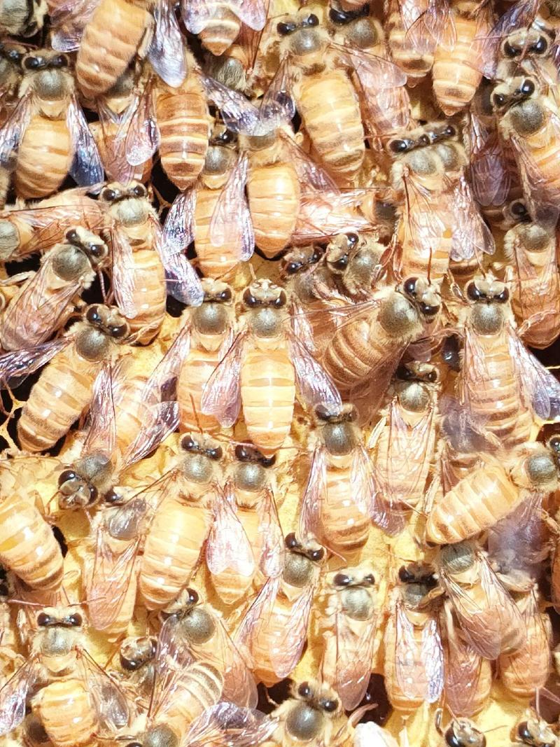 高产蜜蜂蜂王品种有哪些？-图2