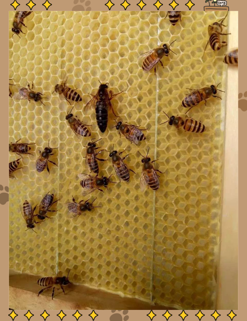 高产蜜蜂蜂王品种有哪些？-图1