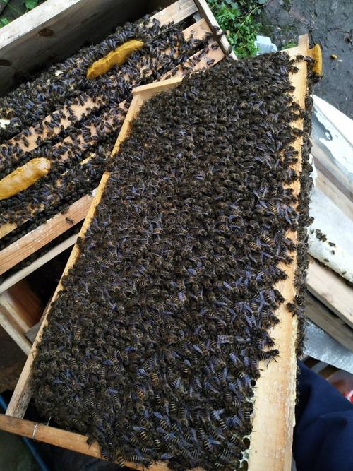 高产蜜蜂蜂王品种有哪些？-图3