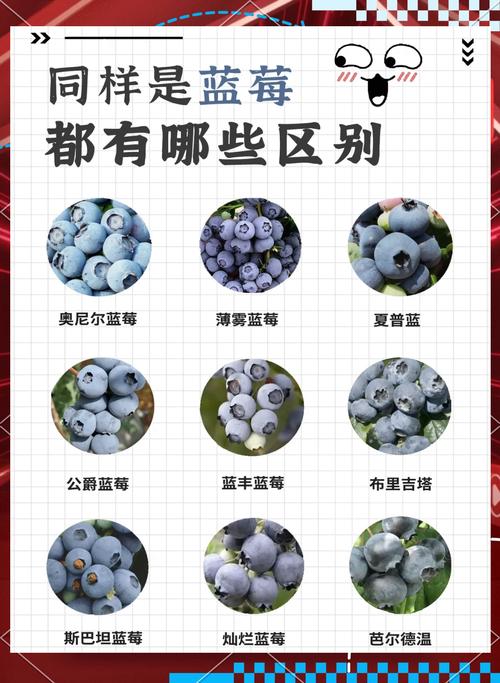 北方蓝莓品种哪个好？-图1