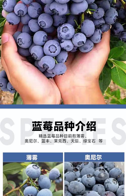 北方蓝莓品种哪个好？-图3