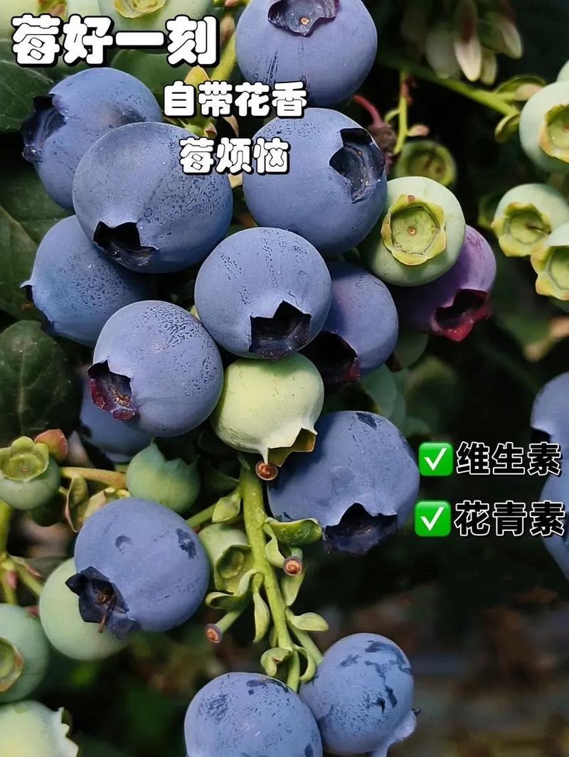 北方蓝莓品种哪个好？-图2