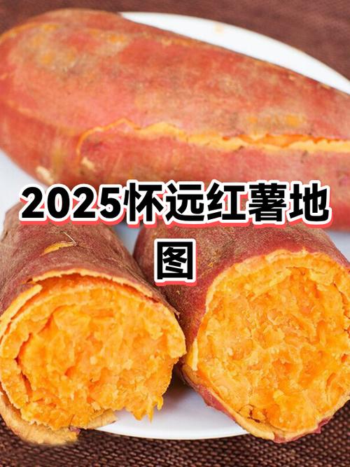 2025年红薯主推品种有哪些？-图1