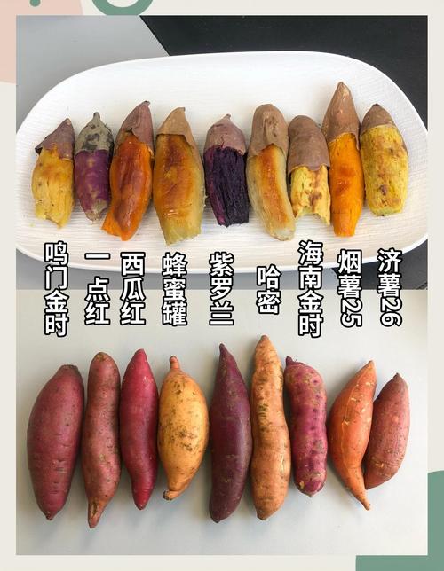 2025年红薯主推品种有哪些？-图3