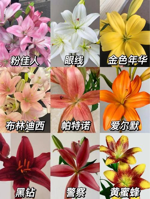 百合花有哪些常见品种？-图3