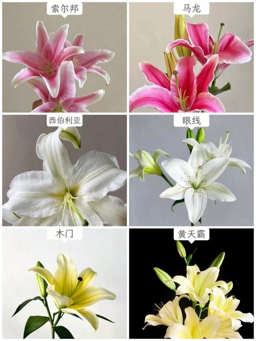 百合花有哪些常见品种？-图2