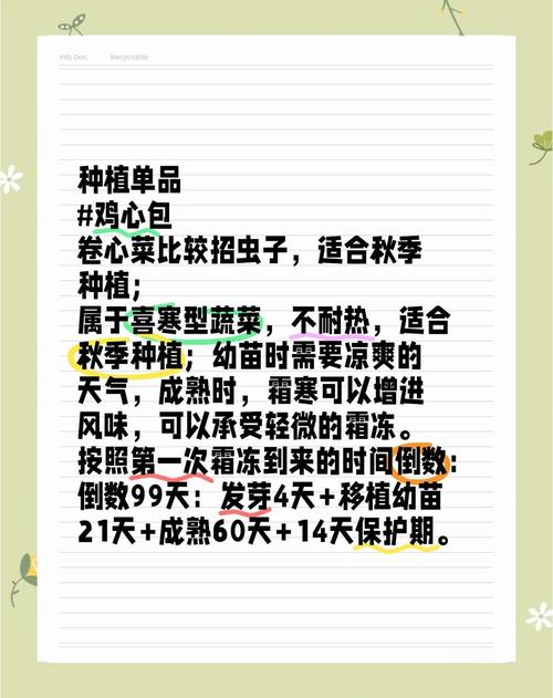 卷心菜何时种？技术要点有哪些？-图1