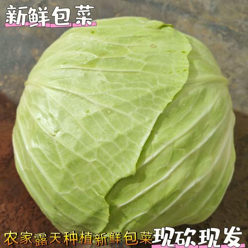 卷心菜何时种？技术要点有哪些？-图2