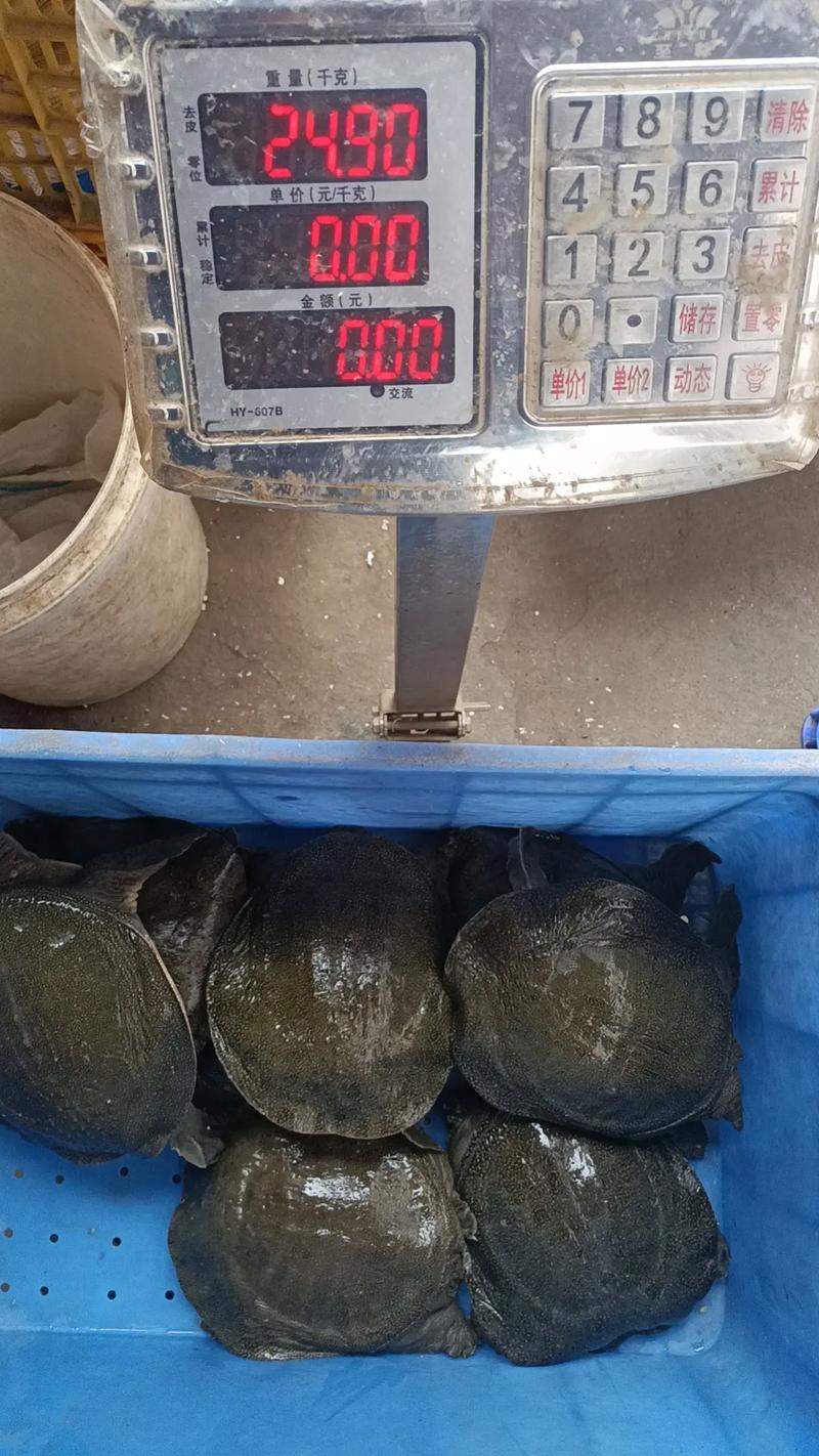 甲鱼价格现在啥走势？未来会涨还是跌？-图2