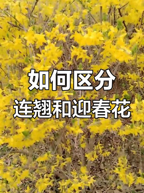 迎春花品种如何快速辨别？-图3