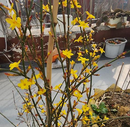 迎春花品种如何快速辨别？-图2