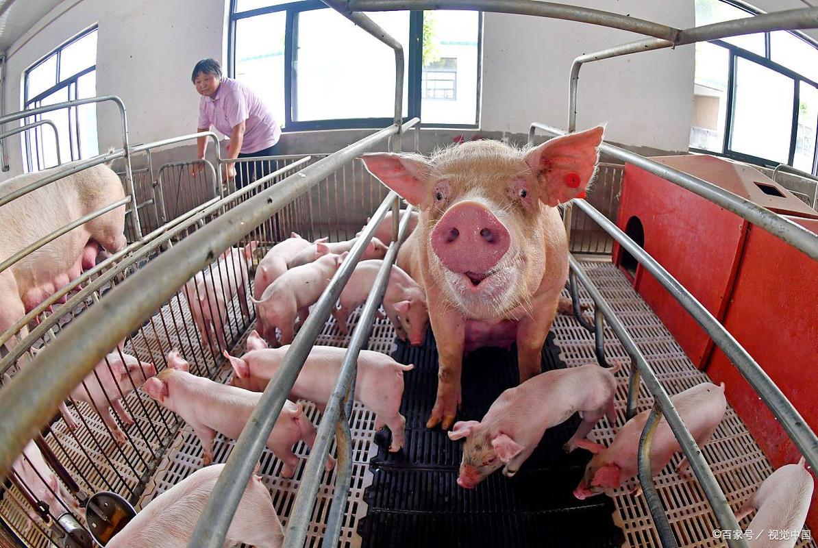 中猪养殖技术视频哪里看？-图2