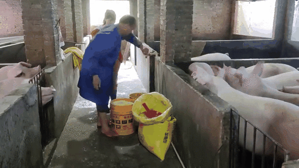 中猪养殖技术视频哪里看？-图3