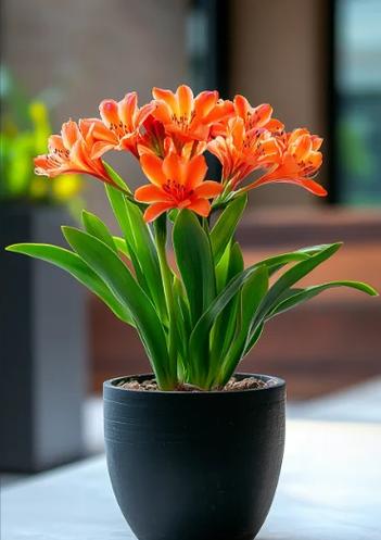 君子兰最好品种是哪个？-图3