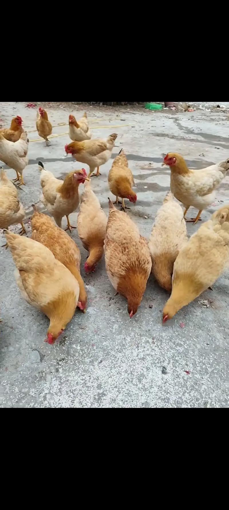 稻用田鸡养殖技术视频怎么学？-图2