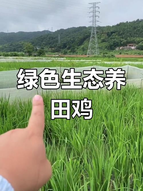 稻用田鸡养殖技术视频怎么学？-图3