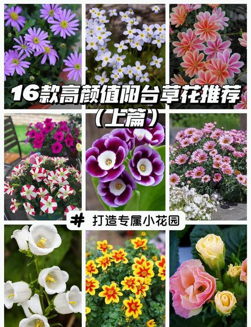 草花品种名称及图片有哪些?-图1 草花品种名称及图片有哪些?-图1