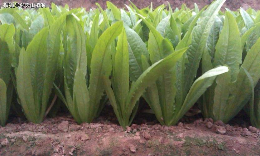油麦菜种植视频,新手怎么种才高产?-图1 油麦菜种植视频,新手怎么种才高产?-图1
