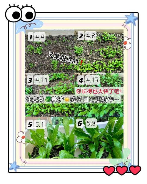 油麦菜种植视频,新手怎么种才高产?-图2 油麦菜种植视频,新手怎么种才高产?-图2