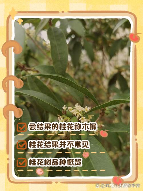 结果的桂花是什么品种-图1